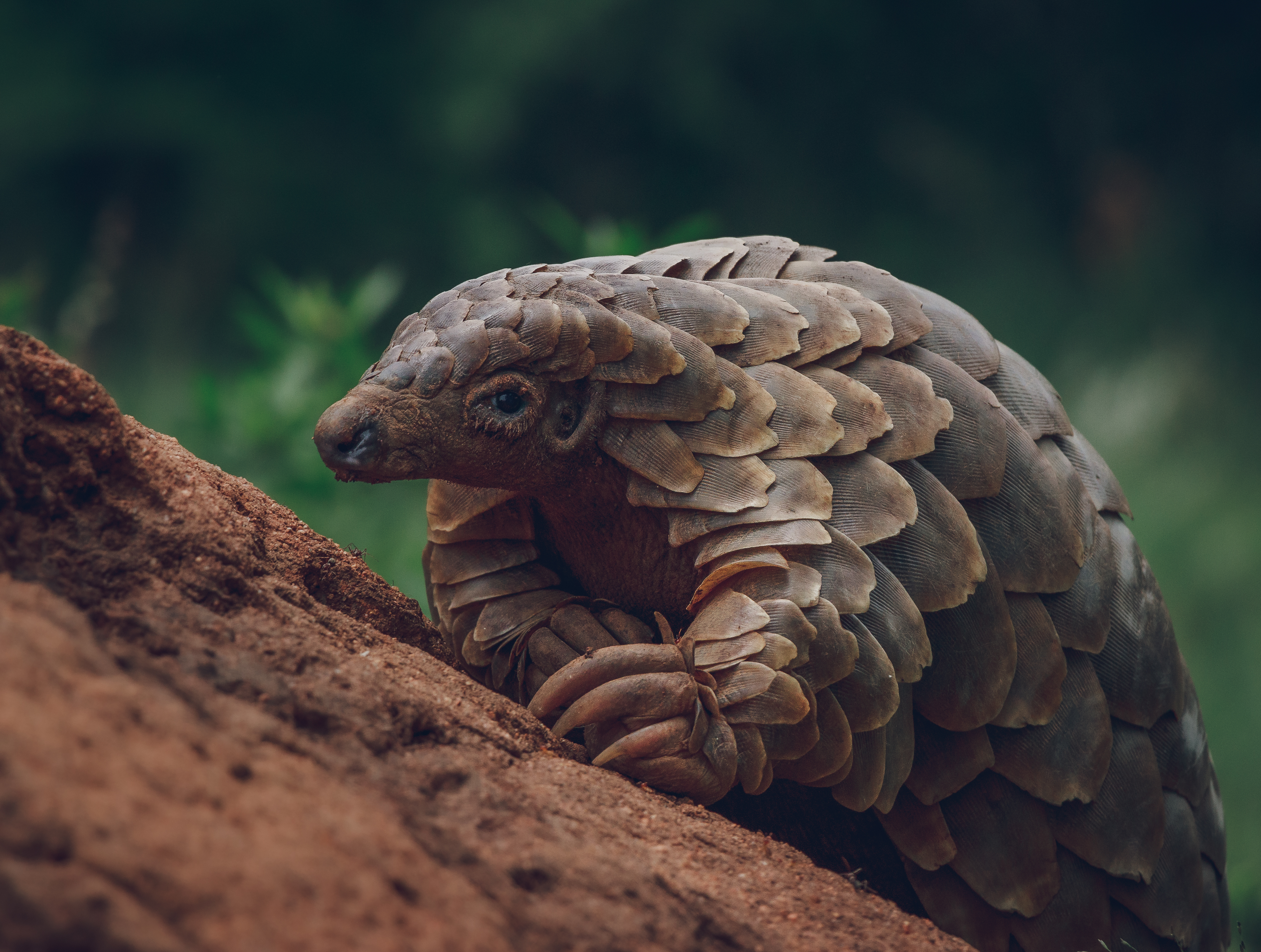 Platform v pangolin se. Белобрюхий панголин. Ящер панголин. Малайский панголин. Панголин Прайм.